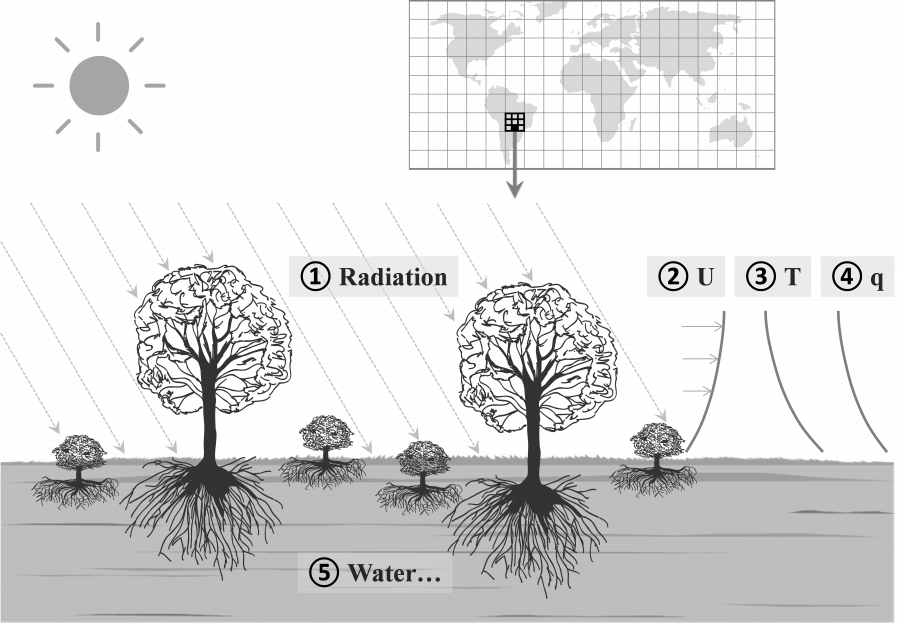 基于植物群落陆面过程建模